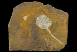 Paleocene Fossil Cone (Parataxodium) - North Dakota #156262-1